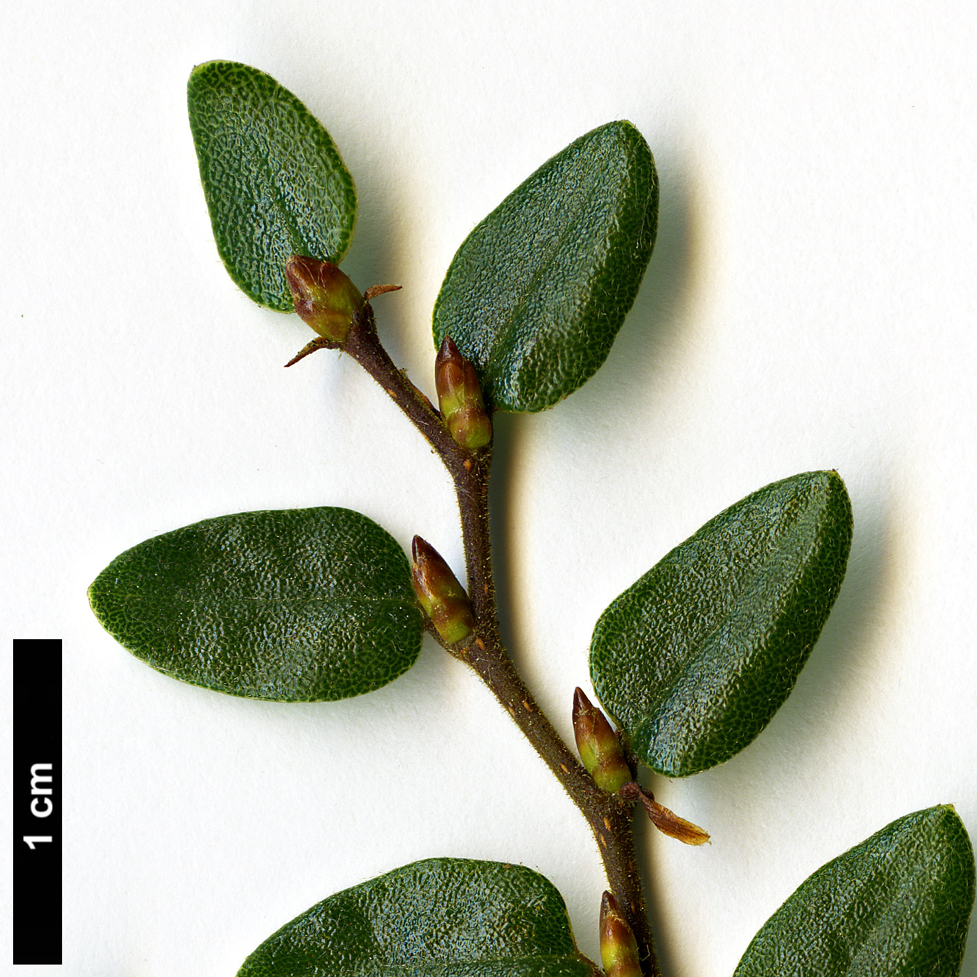 High resolution image: Family: Nothofagaceae - Genus: Nothofagus - Taxon: solanderi - SpeciesSub: var. cliffortioides